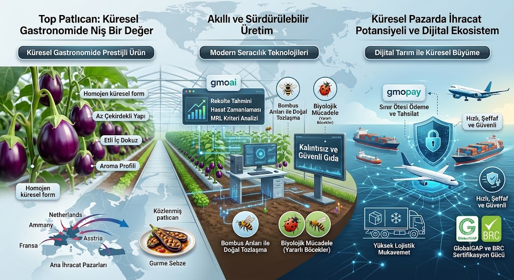 Top Patlıcan: Küresel Gastronomide Niş Bir Değer, İhracat Fırsatları ve Dijital Tarım