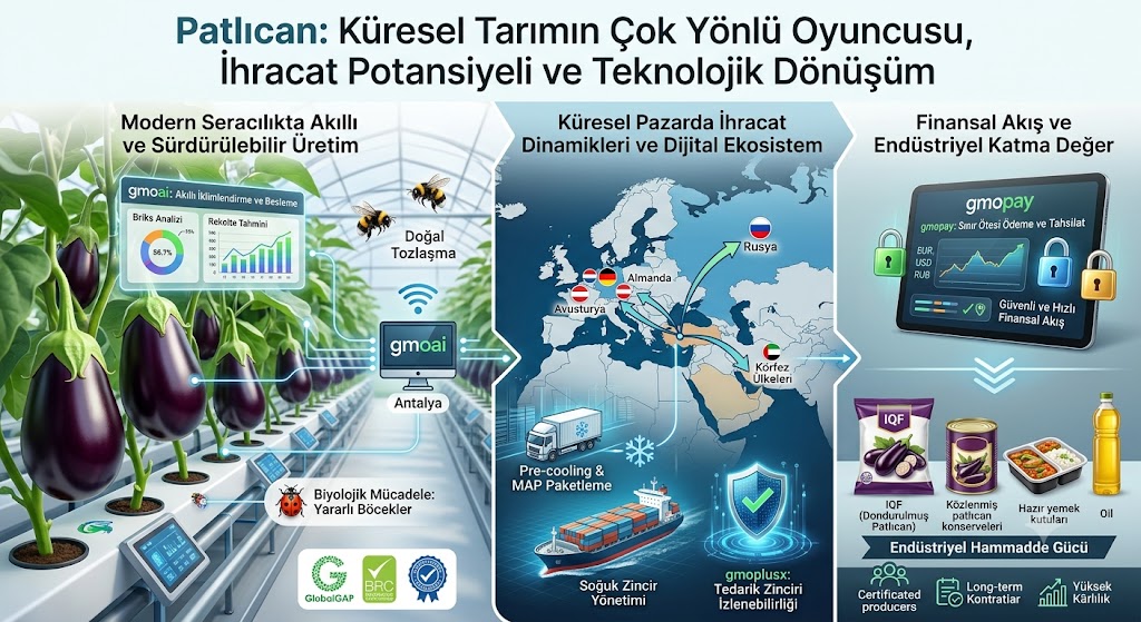 Patlıcan: Küresel Tarımın Çok Yönlü Oyuncusu, İhracat Potansiyeli ve Teknolojik Dönüşüm  