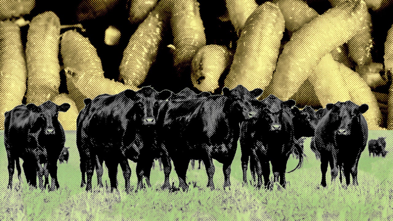 Flesh-Eating Screwworm Returns to the USA: What You Need to Know About the Threat to Cattle, Beef Prices, and Humans