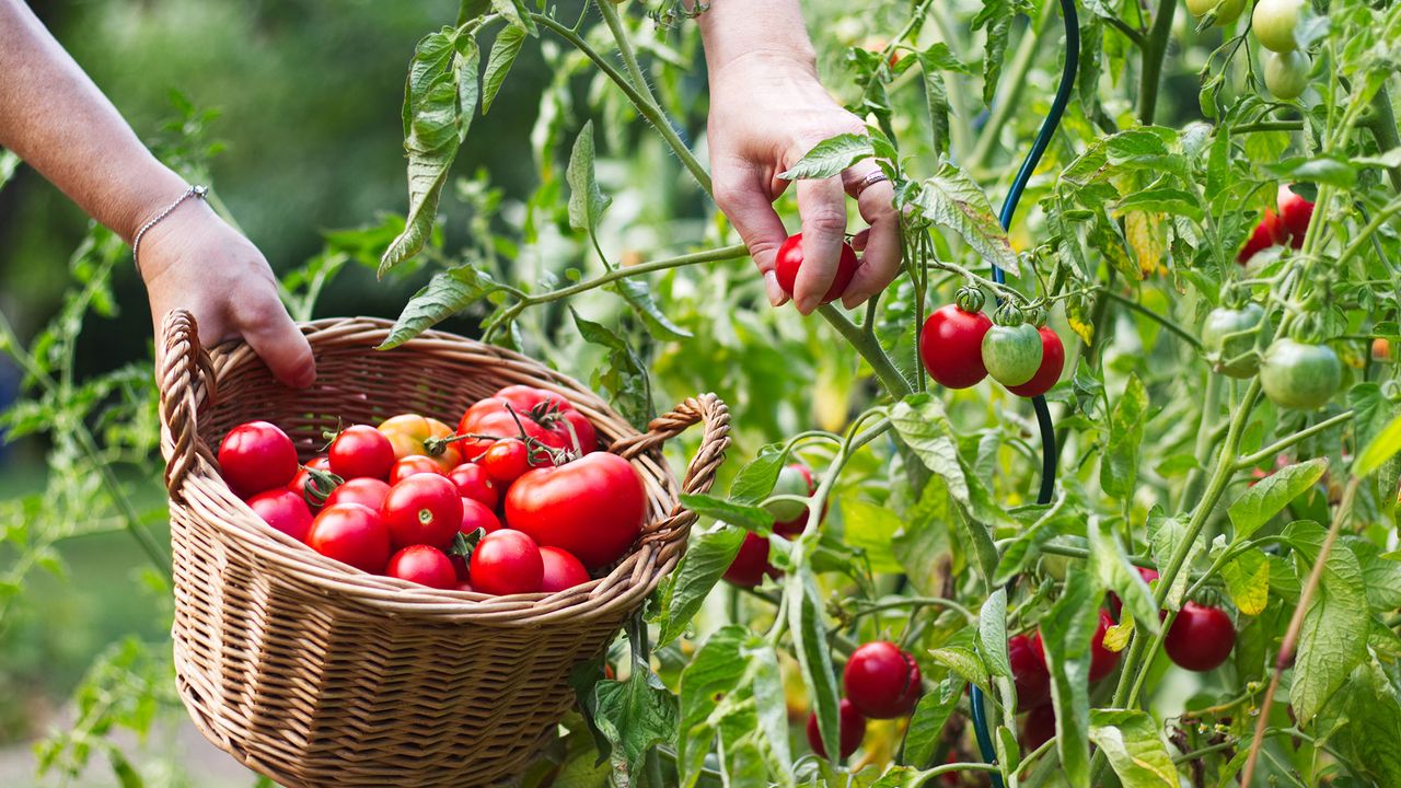 Stop Making This Tomato-Growing Mistake: It Could Stunt Growth and Encourage Disease