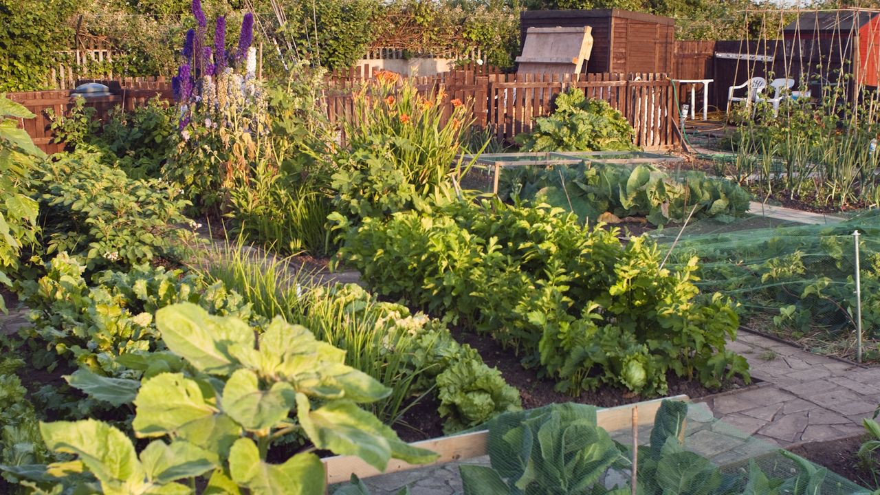 This 1-Minute Retro Milk Trick Can Help Stop Powdery Mildew in the Garden – But There's a Catch