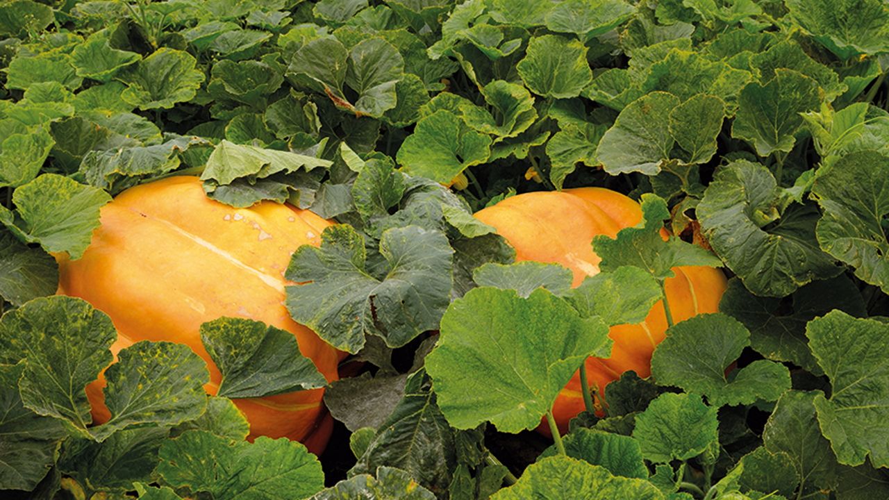 Take Time and Effort Out of Watering Pumpkins in Hot Weather With This Surprisingly Simple Trick