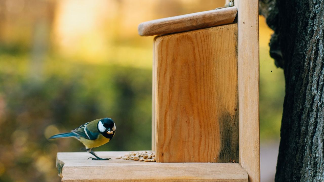 What Garden Birds Need in June – 5 Ways to Support Them Through Breeding Season and Beyond