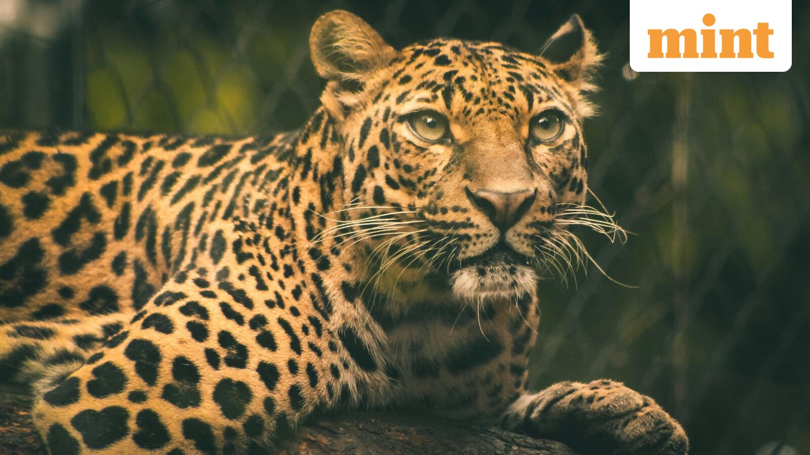 African Proverb of the Day: 'Rain Beats a Leopard's Skin, But It Does Not Wash Out the Spots' — Meaning & Why It Still Matters