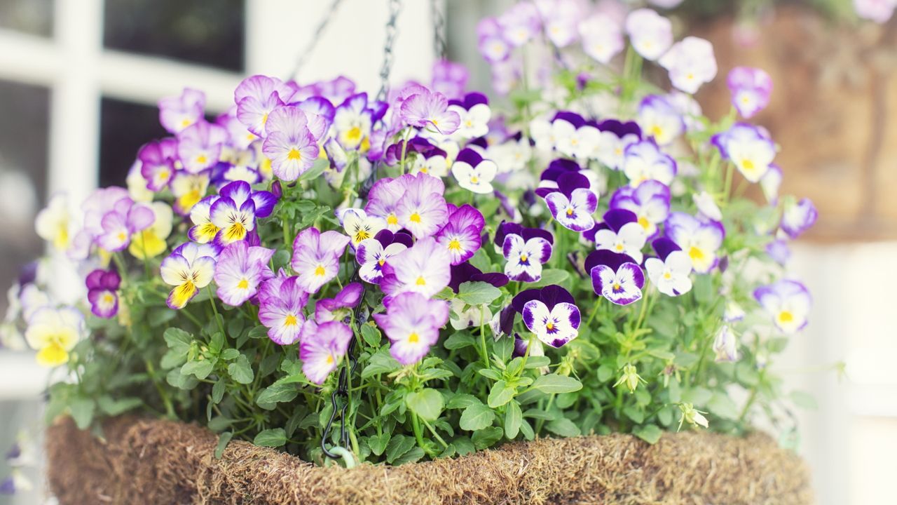 Make Your Hanging Baskets Burst With Blooms – and Stay Beautiful Longer – With This Simple Weekly Habit