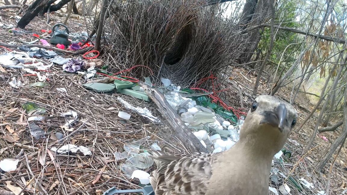 Male Bowerbirds Prefer Bright Human-Made Items to Woo Females