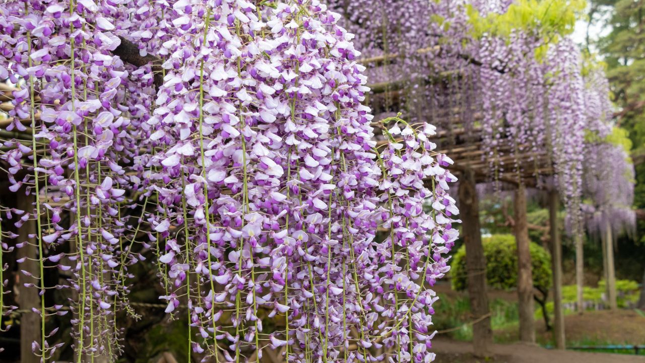 Prune These 7 Plants in June for Long-Lasting Flowers – and to Keep Vigorous Growth in Check