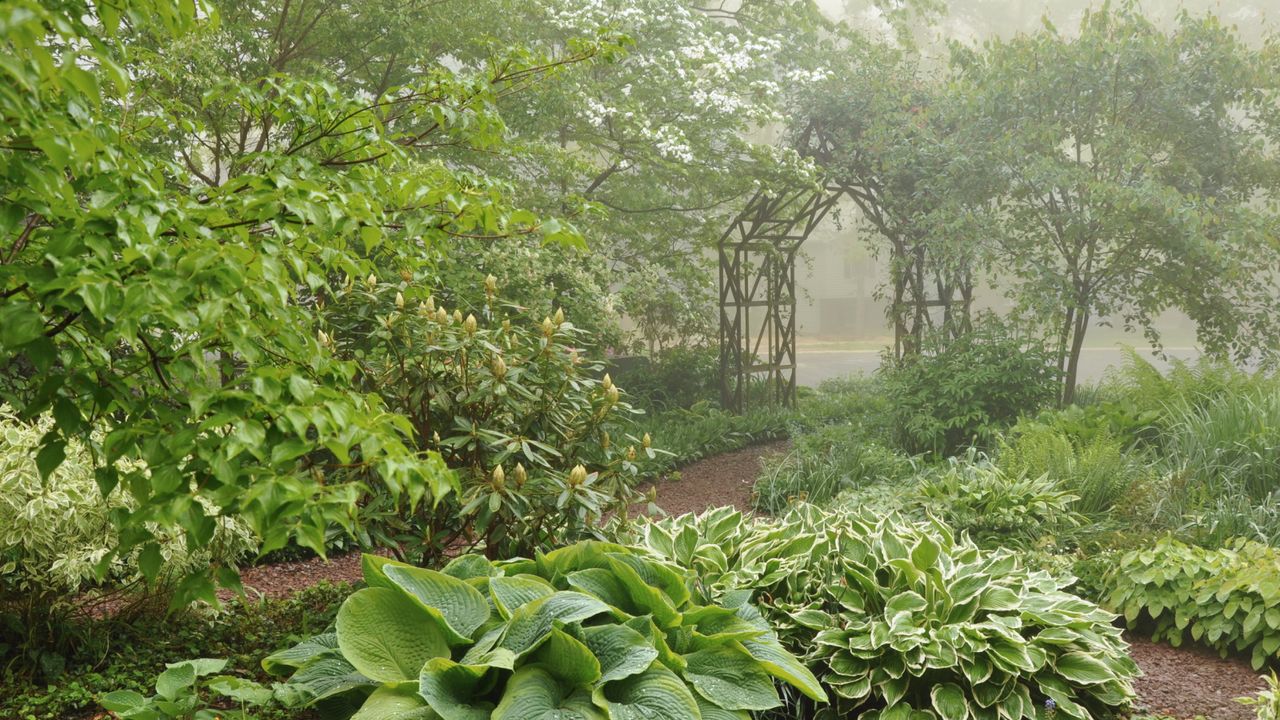 Shade-Friendly Plants That Attract Pollinators – Perfect for Bringing Wildlife to Darker Corners of Your Yard