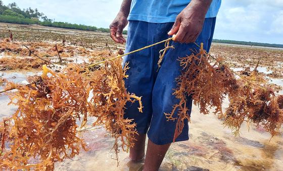 Why Sustainable Alternatives to Plastic Are Struggling to Compete