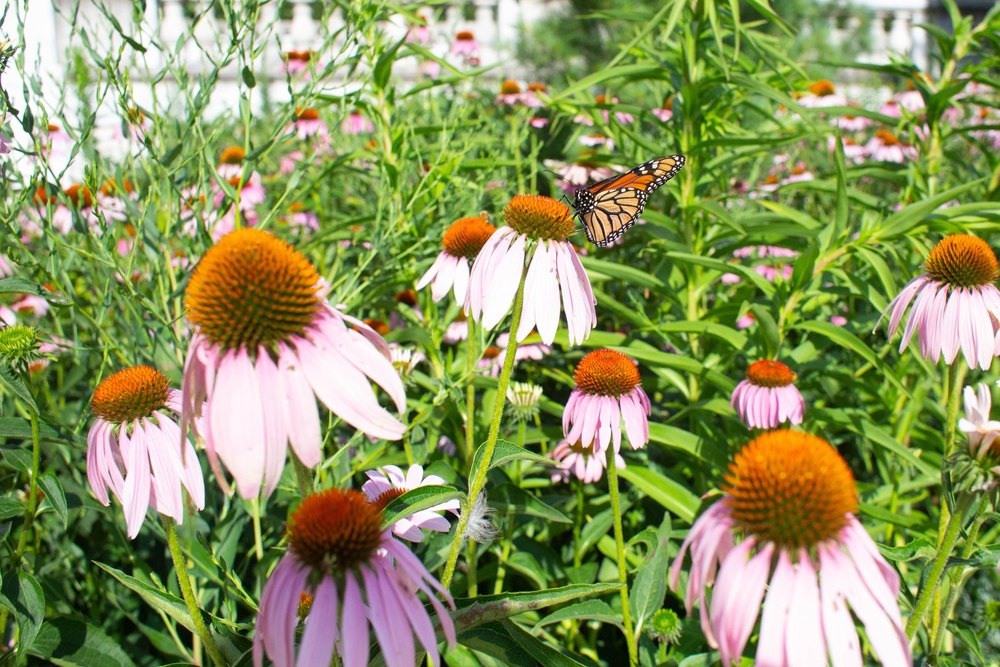 'Let It Bloom' June: The Viral Landscaping Trend Homeowners Should Think Twice About This Summer