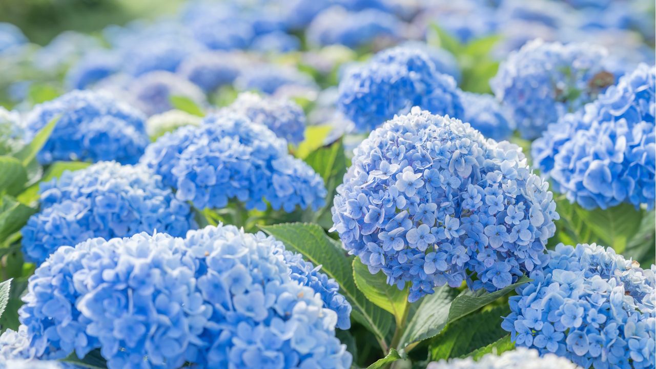 The 3 Simple Things That Will Keep Your Hydrangea Bright Blue All Summer Long