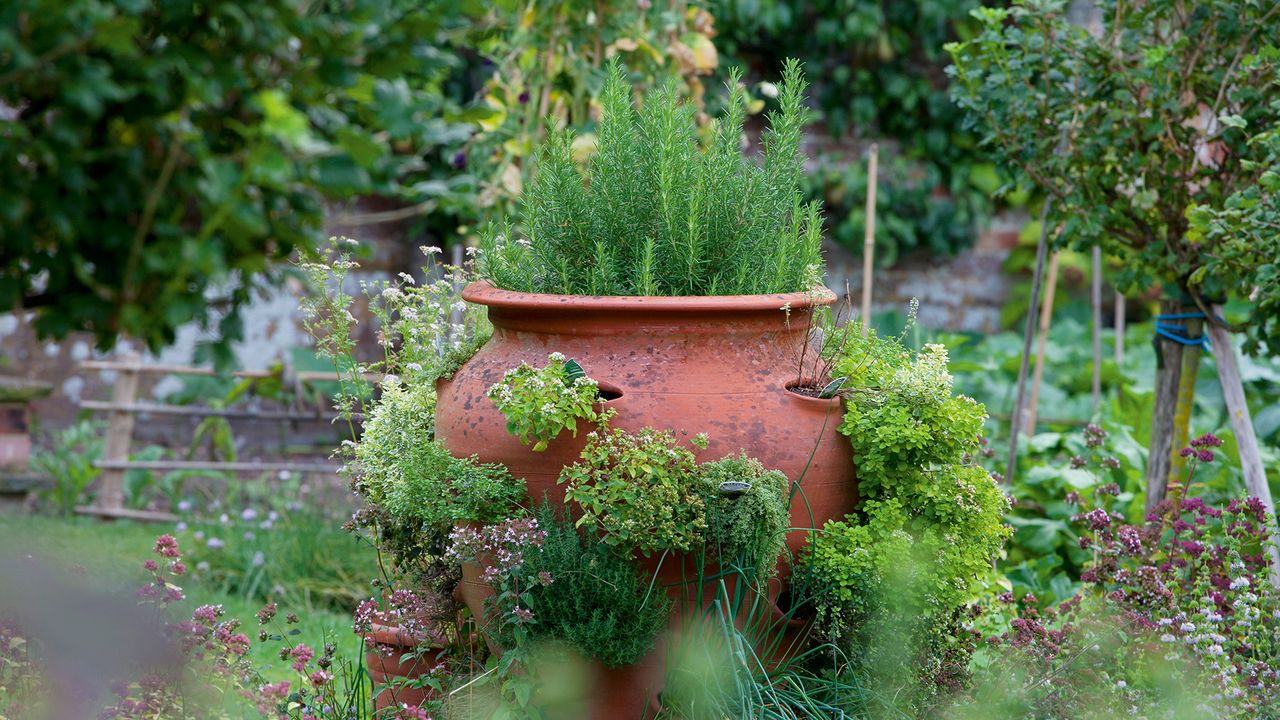 A Container Cocktail Garden Is the Secret to Fresh Summer Garnishes – 3 Easy Combinations to Try in Small Gardens and Patios