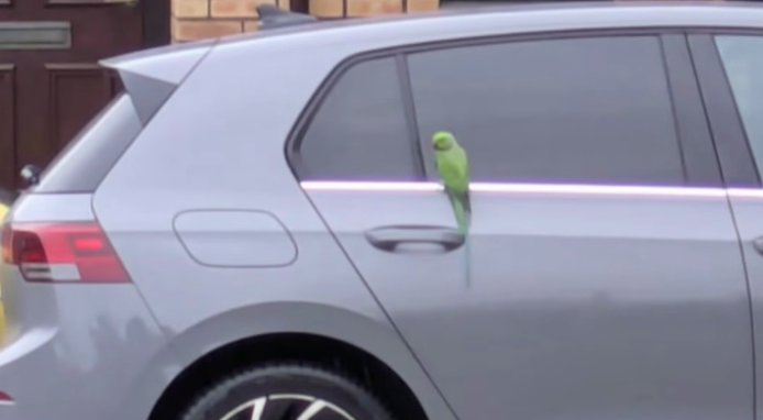 Écosse : une perruche à collier sème la terreur parmi les automobilistes d'Inverness