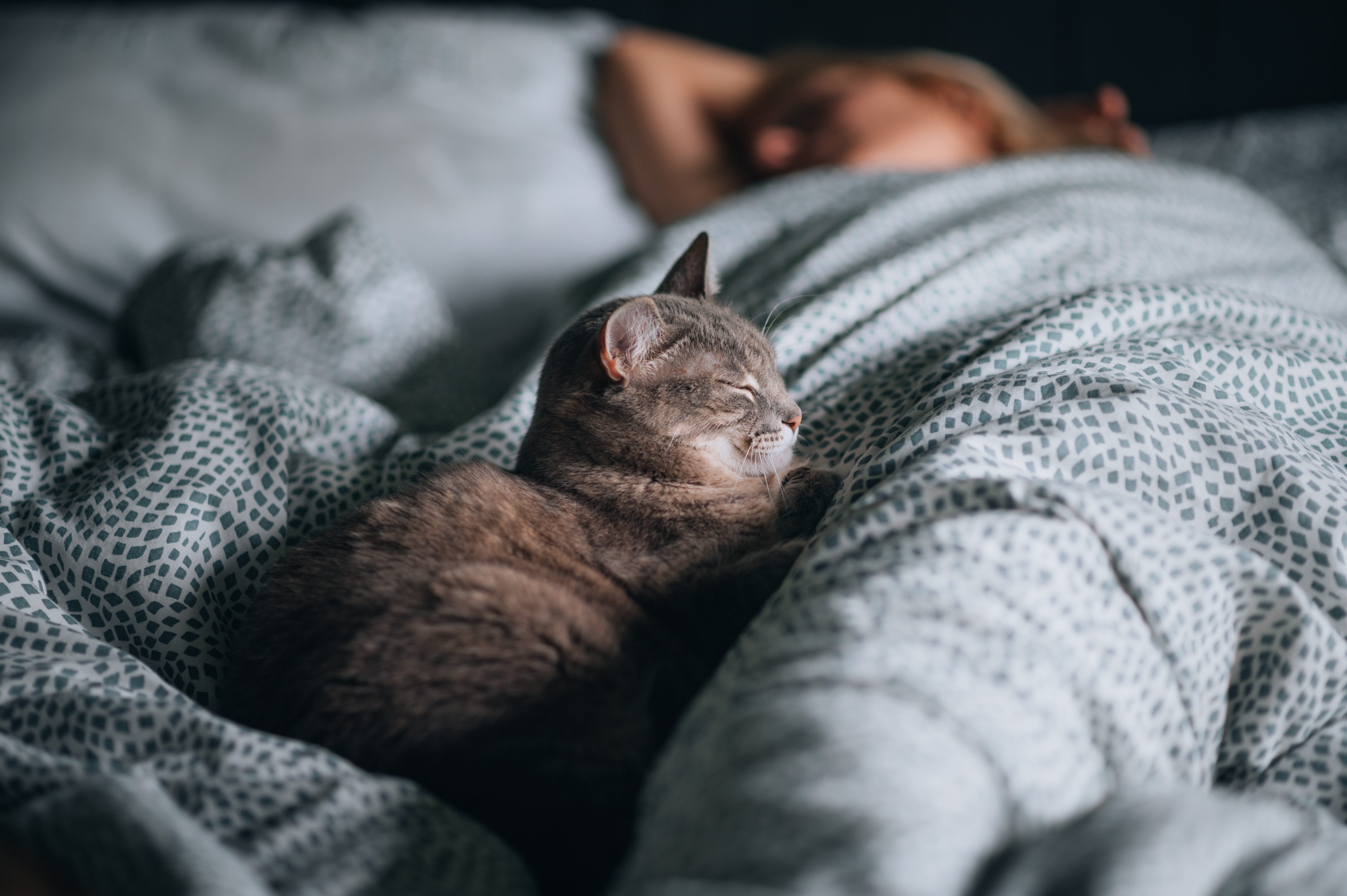Should Cats Sleep in Bed With You? A Vet Weighs In