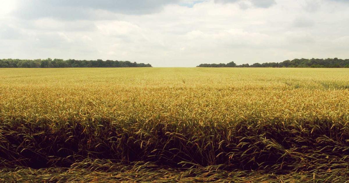 New World Screwworm Detected in Texas: What It Means for America's Already-Shrinking Cattle Herd