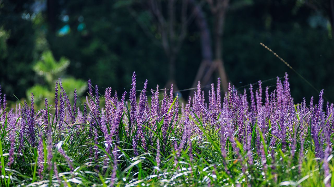 Best Plants for Weed-Free Borders – 6 Expert-Approved Perennials and Evergreens That Will Suppress Weeds for Good