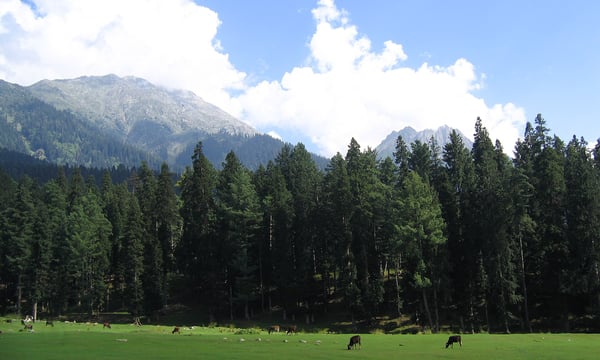 Kashmir's Uneasy Calm: Silent Guns, Muted Hope