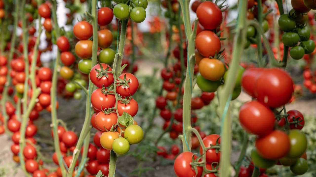 Ever Tried Growing Tomatoes Upside Down? Here's Why This Budget-Friendly Method Is a Game-Changer for Small Spaces
