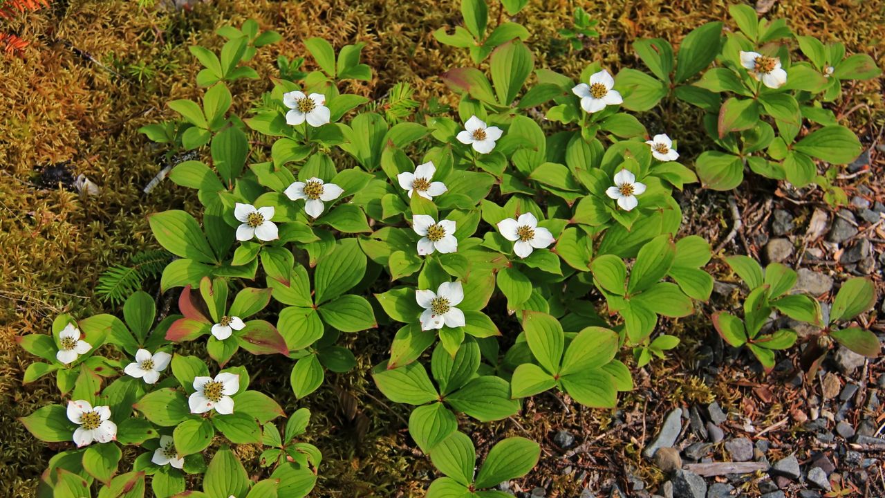 Best Ground Cover Plants to Stop Weeds – 7 Beautiful Varieties That Crowd Out Unwanted Growth