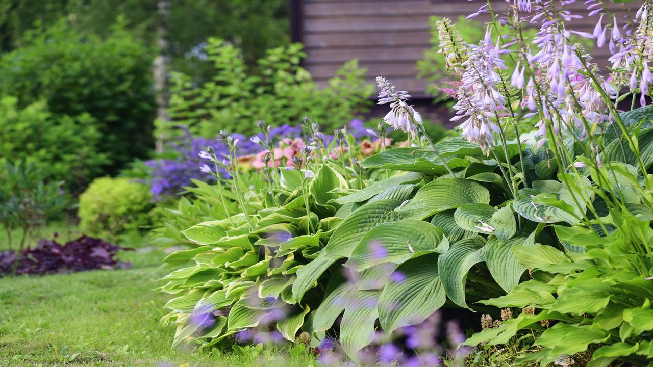 The 7 Best Plants to Stop Gardens From Looking Sparse in Early Summer – The June Gap Is Real