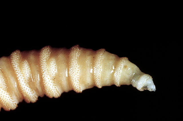 Screwworms in the US: What You Need to Know About the Flesh-Eating Fly Comeback