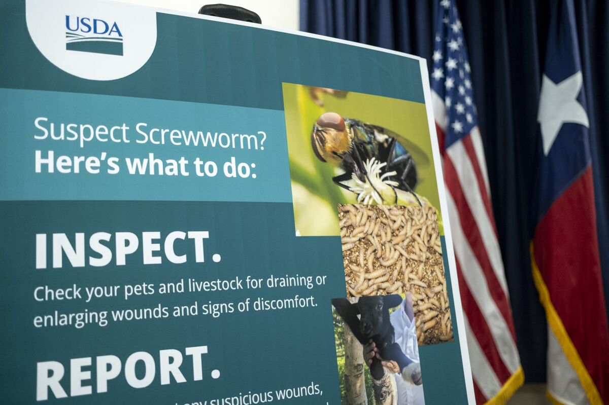 Second US Screwworm Case Confirmed in Texas by USDA