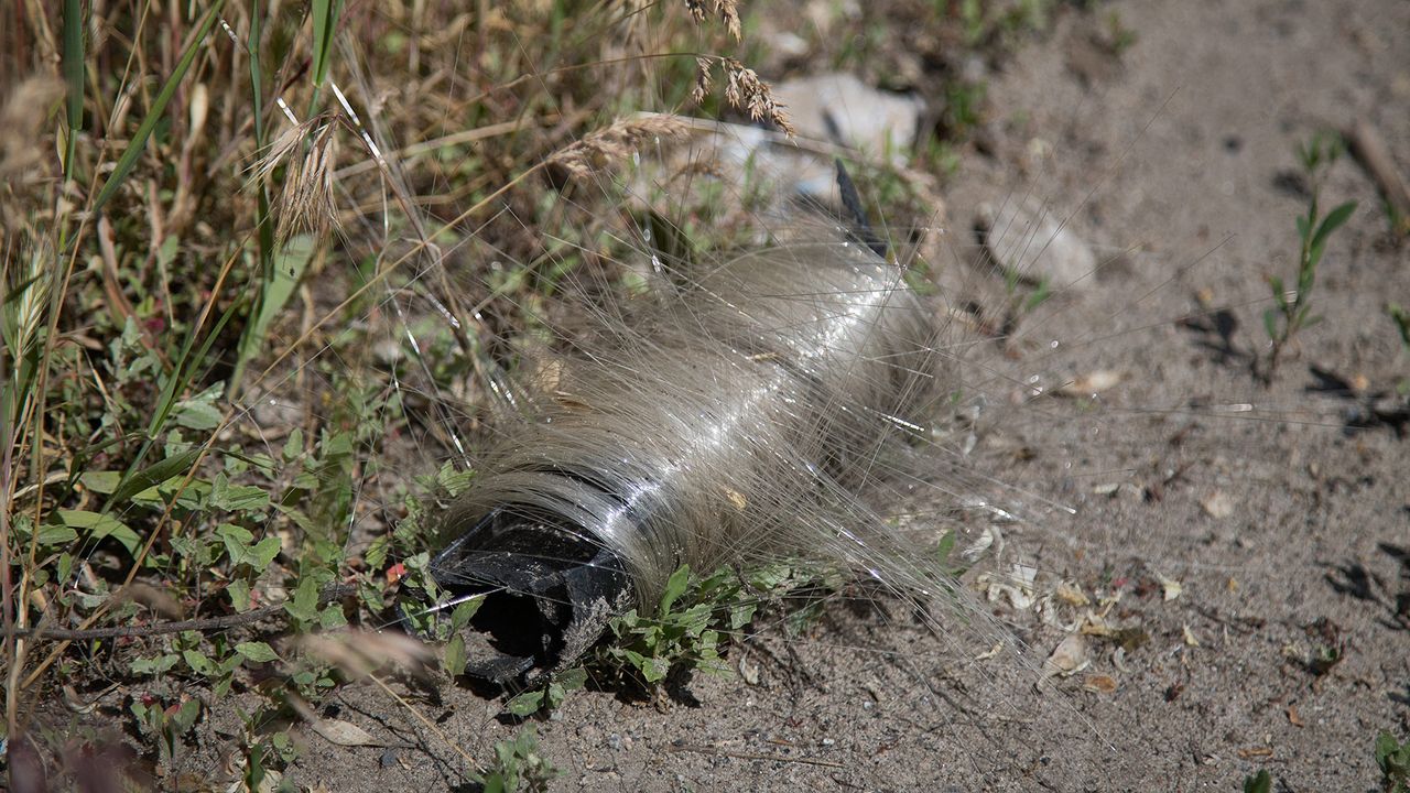 Ukraine's Birds Are Building Nests From Drone Fiber-Optic Cables — Nature's Stunning Adaptation to War