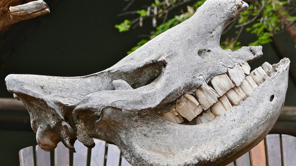 If I Had a Hammer… It Might Actually Be a Rhino Tooth: What Neanderthal Tools Tell Us About Ancient Intelligence