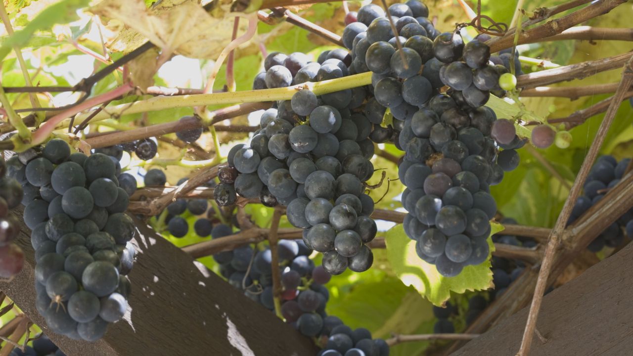 What To Do With a Grape Vine in June – 5 Tasks for the Finest, Sweetest Fruits