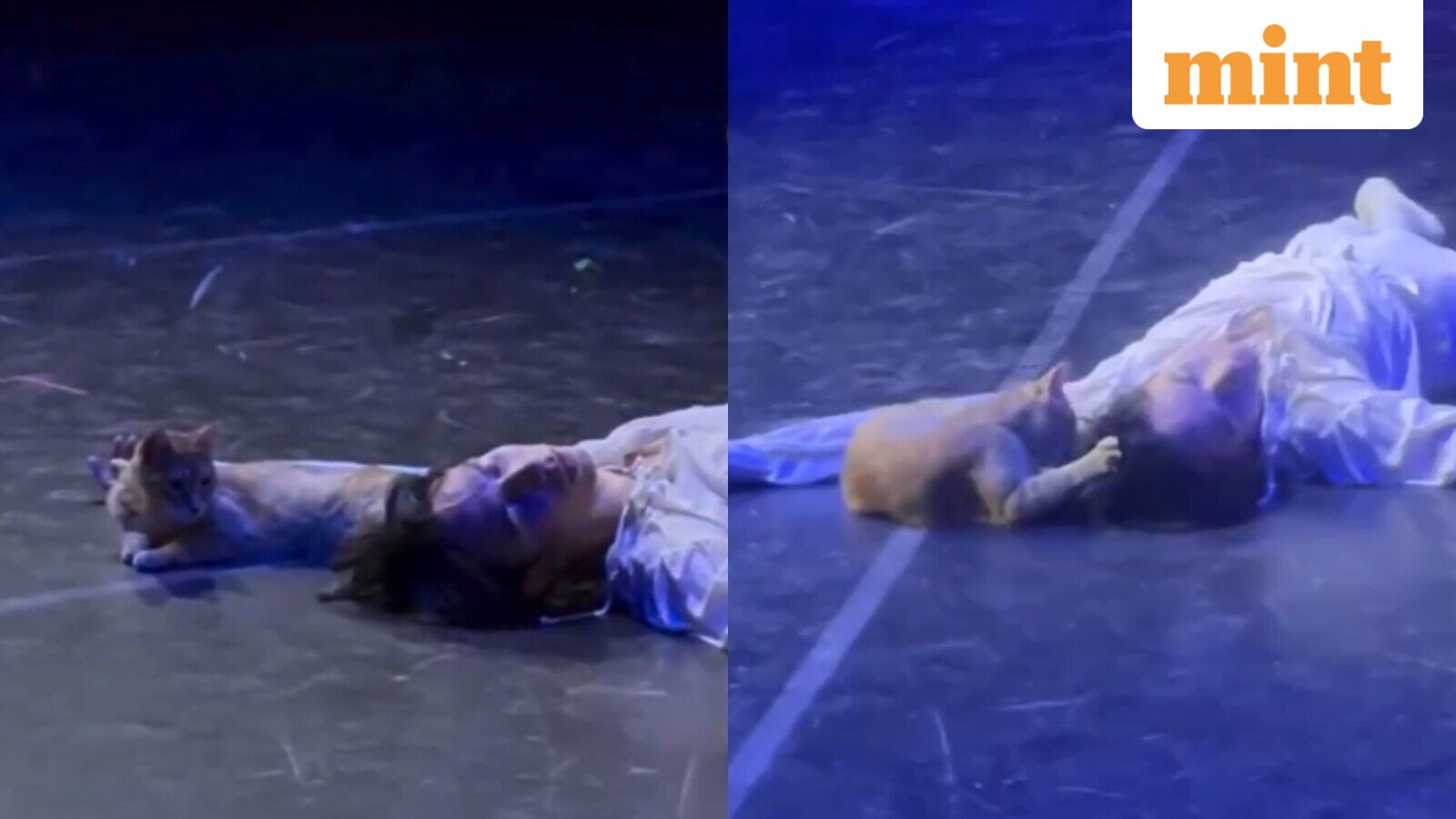 Theatre Cat Steals the Spotlight After Crashing Romeo and Juliet's Emotional Finale in Turkey