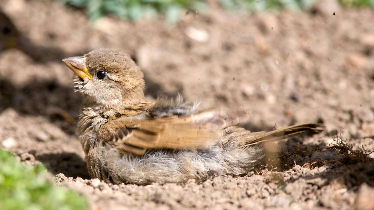You Already Have a Bird Bath – Now Add the One Often Overlooked Feature That Helps Birds Truly Thrive