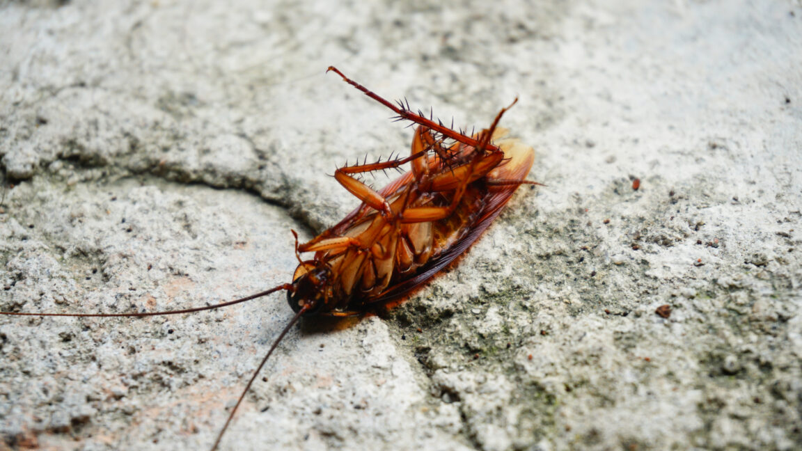 Cockroaches Carry Thousands of Bacterial DNA Fragments in Their Genomes