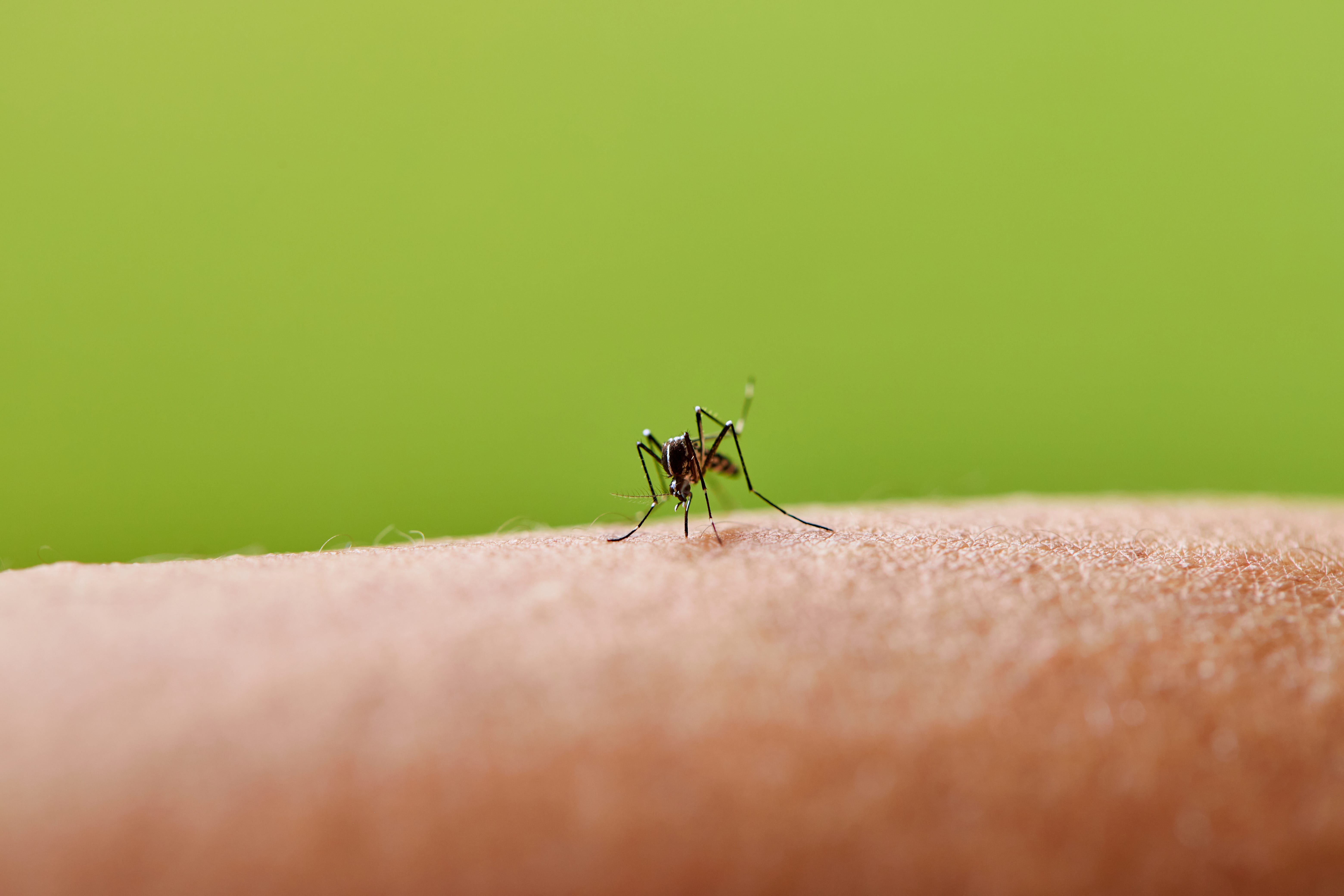 Doctors Say This Is Exactly What to Do to Ease a Mosquito Bite and Stop the Itching