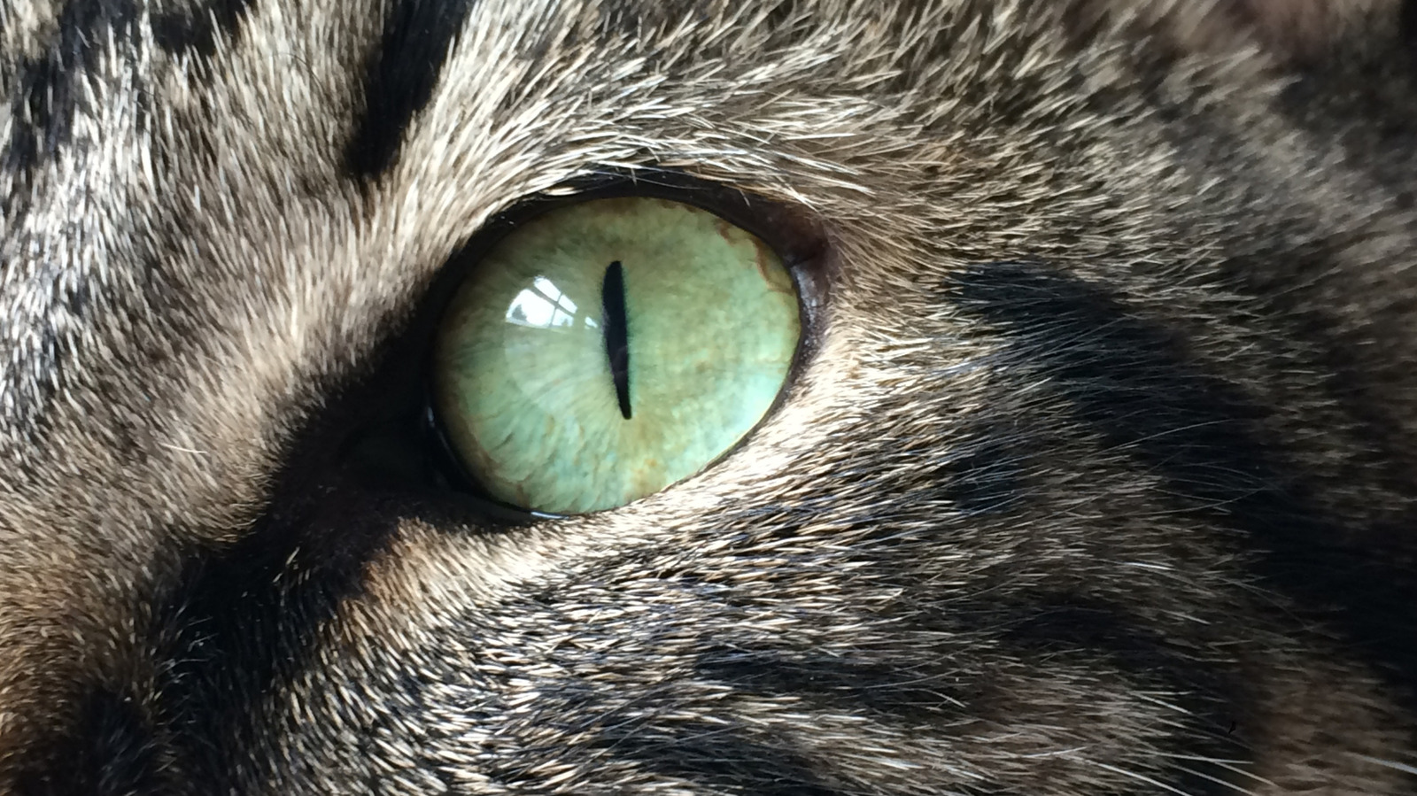 A New Camera System Lets You See The World Through The Eyes Of Animals — Here's How