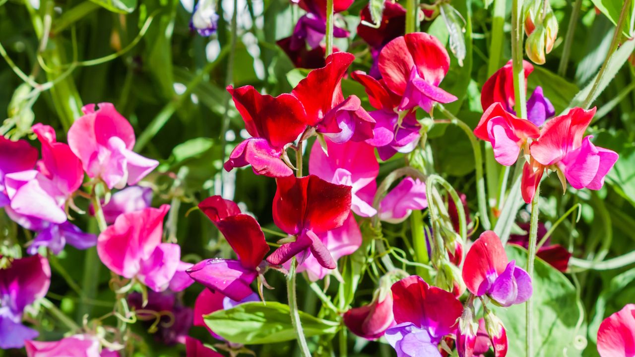 What to Do With Sweet Peas in June – For an Endless Supply of Fragrant Cut Flowers in Summer
