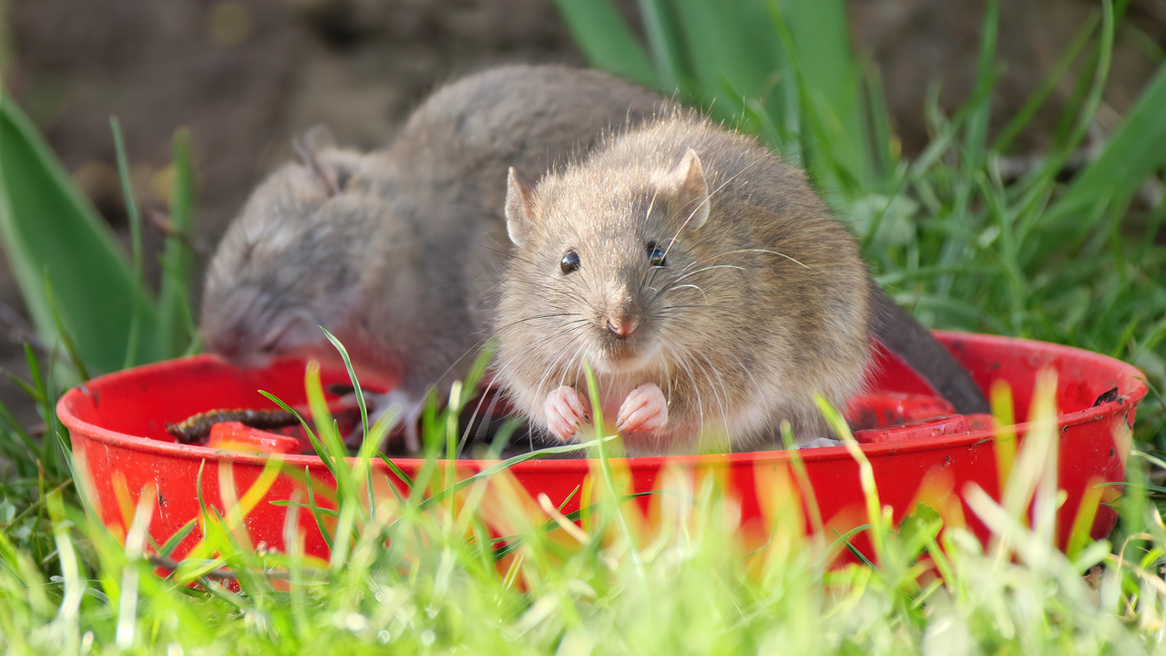 Sprinkle This Common Kitchen Spice in Your Yard to Keep Rats Away This June