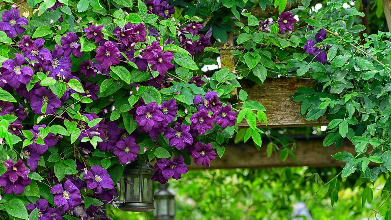 The Only Fragrant Climber You Need To Trail Over a Pergola – For Naturally Scented, Colorful Summer Evenings