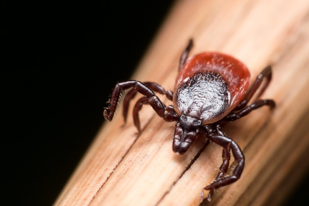 Homeowners in These States Need To Be Extra-Concerned About Ticks This Year