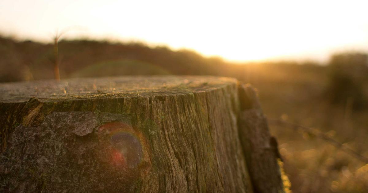 Meet Kameirah: The Inspiring Story Behind This Year's Doodle for Google Winner